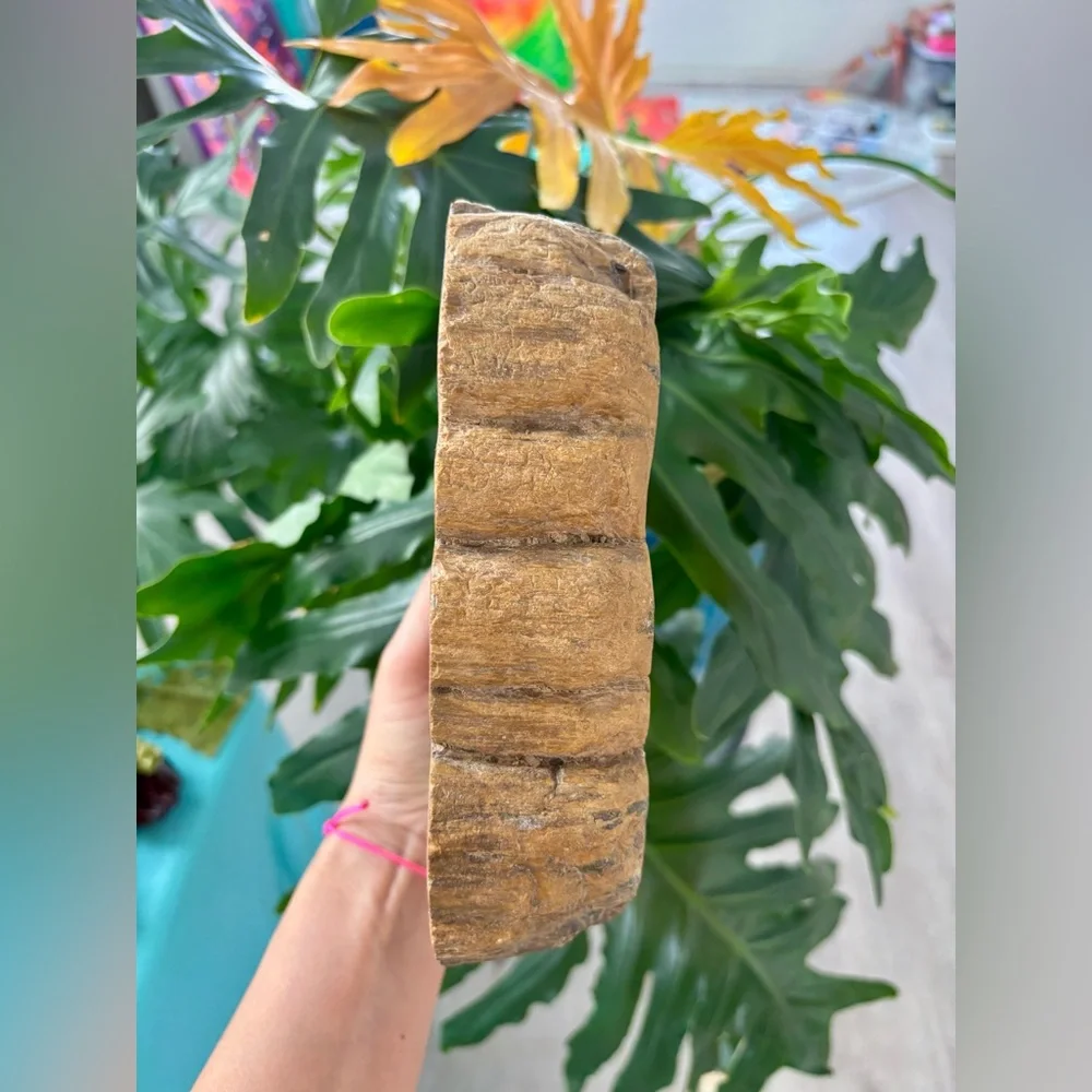 Petrified Wood bowl from Indonesia - Picture 5 of 9